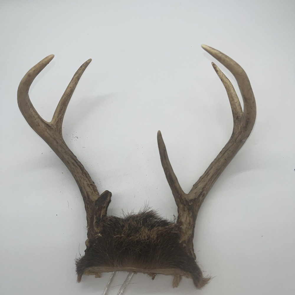 Indiana Deer Antlers Horns  6 Point Indiana Knife Making Dog Chew